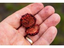 Chytil Boilies Pandemia 100g 20mm (8)