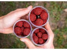 Chytil Boilies Pandemia 100g 16mm (17)