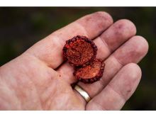 Chytil Boilies Pandemia 100g 16mm (10)